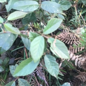 Kennedia rubicunda at Fingal Bay, NSW - 7 Jul 2022 04:04 PM
