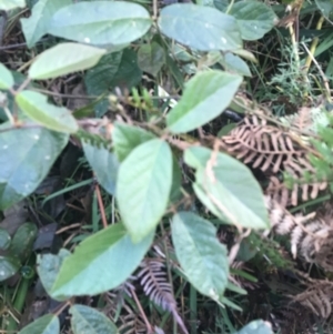 Kennedia rubicunda at Fingal Bay, NSW - 7 Jul 2022