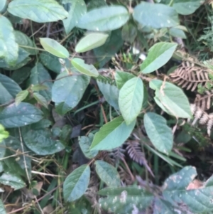 Kennedia rubicunda at Fingal Bay, NSW - 7 Jul 2022 04:04 PM