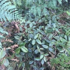 Kennedia rubicunda at Fingal Bay, NSW - 7 Jul 2022