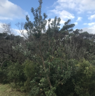 Banksia integrifolia subsp. integrifolia (Coast Banksia) at Fingal Bay, NSW - 7 Jul 2022 by Tapirlord