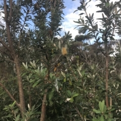 Banksia integrifolia subsp. integrifolia at Fingal Bay, NSW - 7 Jul 2022