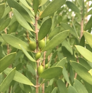 Persoonia lanceolata at Fingal Bay, NSW - suppressed