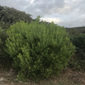 Persoonia lanceolata at Fingal Bay, NSW - 7 Jul 2022