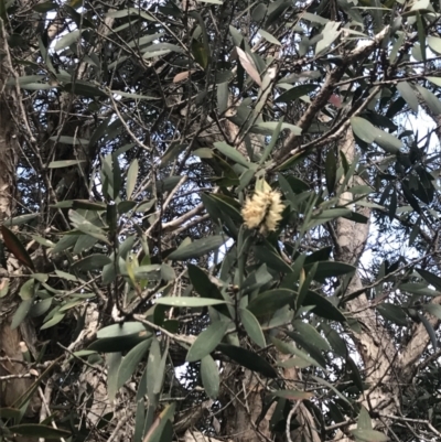 Melaleuca quinquenervia (Paperbark Tea Tree, Broad-Leaved Paperbark) at Fingal Bay, NSW - 7 Jul 2022 by Tapirlord
