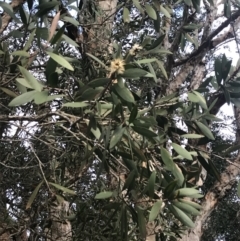 Melaleuca quinquenervia at Fingal Bay, NSW - 7 Jul 2022 04:00 PM