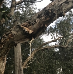 Melaleuca quinquenervia at Fingal Bay, NSW - 7 Jul 2022 04:00 PM