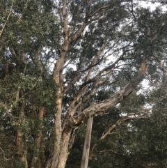 Melaleuca quinquenervia at Fingal Bay, NSW - 7 Jul 2022 04:00 PM