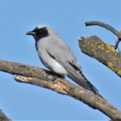 Coracina novaehollandiae (Black-faced Cuckooshrike) at Greenway, ACT - 12 Jul 2022 by JohnBundock