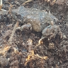 Uperoleia laevigata (Smooth Toadlet) at Stromlo, ACT - 14 Jul 2022 by Harrisi