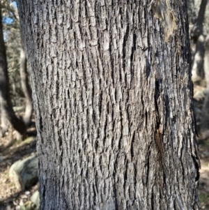 Eucalyptus albens at Mount Mugga Mugga - 15 Jul 2022