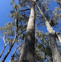 Eucalyptus albens at Mount Mugga Mugga - 15 Jul 2022