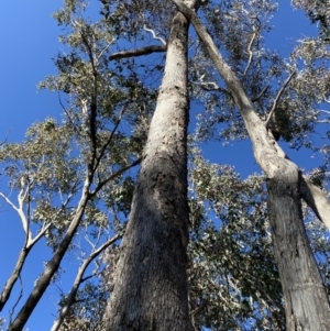 Eucalyptus albens at Mount Mugga Mugga - 15 Jul 2022