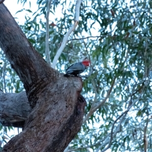 Callocephalon fimbriatum at Penrose, NSW - 14 Jul 2022