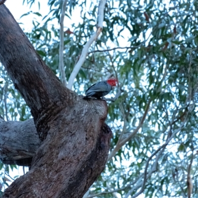 Callocephalon fimbriatum (Gang-gang Cockatoo) at Wingecarribee Local Government Area - 14 Jul 2022 by Aussiegall