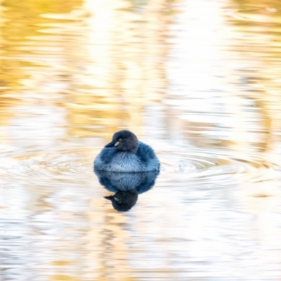 Tachybaptus novaehollandiae (Australasian Grebe) at Penrose - 15 Jul 2022 by Aussiegall