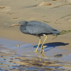 Egretta sacra at Mallacoota, VIC - 15 Jul 2022