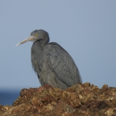 Egretta sacra at Mallacoota, VIC - 15 Jul 2022