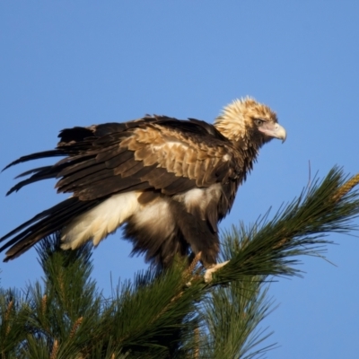 Aquila audax (Wedge-tailed Eagle) at QPRC LGA - 15 Jul 2022 by jb2602