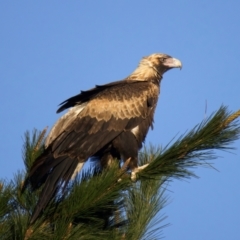 Aquila audax at Bungendore, NSW - suppressed