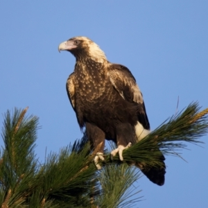 Aquila audax at Bungendore, NSW - 15 Jul 2022