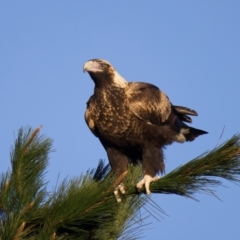 Aquila audax at Bungendore, NSW - suppressed