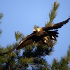 Aquila audax at Bungendore, NSW - suppressed