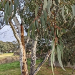 Eucalyptus mannifera (Brittle Gum) at Watson Green Space - 16 Jul 2022 by AniseStar