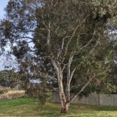 Eucalyptus mannifera at Watson, ACT - 16 Jul 2022