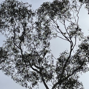 Lathamus discolor at Jerrabomberra, NSW - 16 Jul 2022