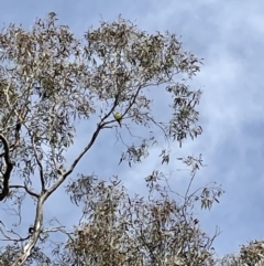 Lathamus discolor at Jerrabomberra, NSW - 16 Jul 2022