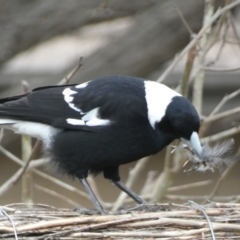 Gymnorhina tibicen (Australian Magpie) at McKellar, ACT - 6 Jul 2022 by Amata