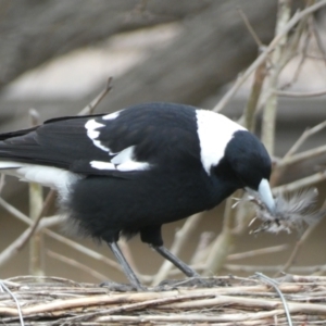 Gymnorhina tibicen at McKellar, ACT - 6 Jul 2022