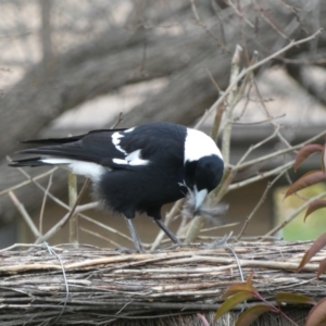 Gymnorhina tibicen at McKellar, ACT - 6 Jul 2022