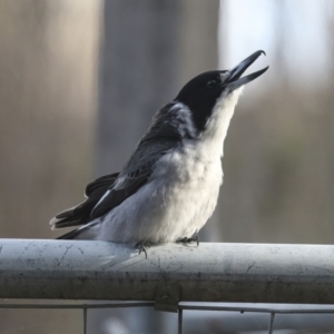 Cracticus torquatus at Higgins, ACT - 16 Jul 2022