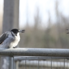 Cracticus torquatus at Higgins, ACT - 16 Jul 2022