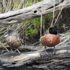 Anas castanea (Chestnut Teal) at Mallacoota, VIC - 16 Jul 2022 by GlossyGal