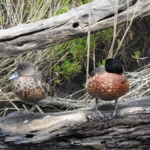 Anas castanea (Chestnut Teal) at Mallacoota, VIC by GlossyGal