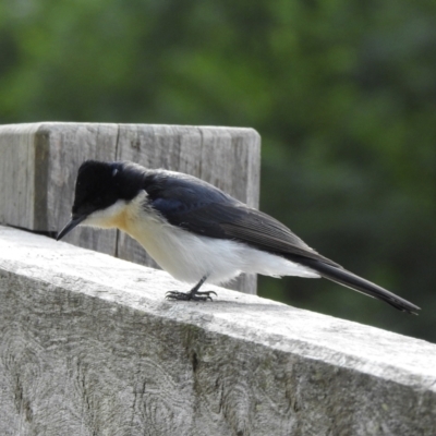 Myiagra inquieta (Restless Flycatcher) at Mallacoota, VIC - 16 Jul 2022 by GlossyGal