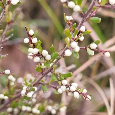 Cryptandra amara (Bitter Cryptandra) at Captains Flat, NSW - 16 Jul 2022 by trevorpreston