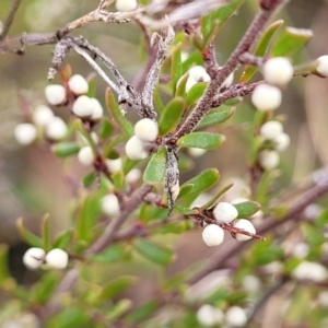 Cryptandra amara at Captains Flat, NSW - 16 Jul 2022