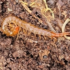 Cormocephalus sp.(genus) (Scolopendrid Centipede) at Yanununbeyan State Conservation Area - 16 Jul 2022 by trevorpreston