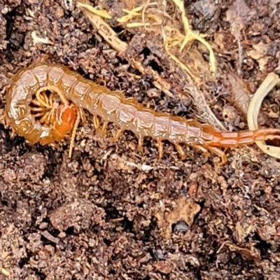 Cormocephalus sp.(genus) (Scolopendrid Centipede) at Captains Flat, NSW - 16 Jul 2022 by trevorpreston