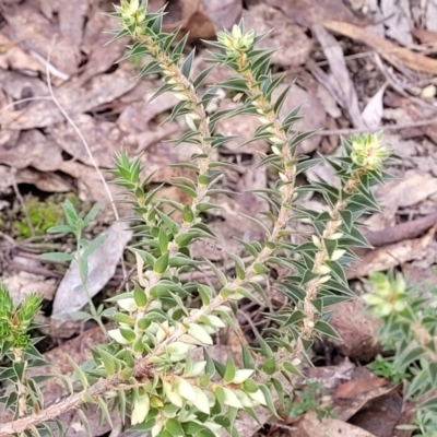 Melichrus urceolatus (Urn Heath) at Yanununbeyan State Conservation Area - 16 Jul 2022 by trevorpreston