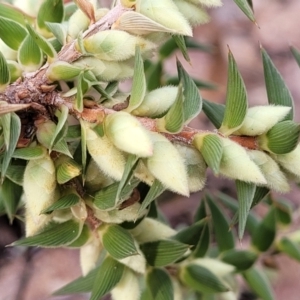 Melichrus urceolatus at Captains Flat, NSW - 16 Jul 2022