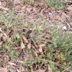 Melichrus urceolatus at Captains Flat, NSW - 16 Jul 2022