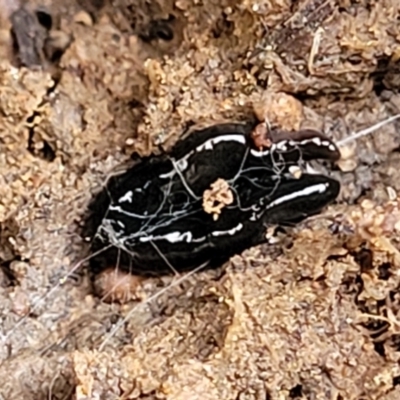 Platyhelminthes (phylum) (Unidentified flatworm) at QPRC LGA - 16 Jul 2022 by trevorpreston