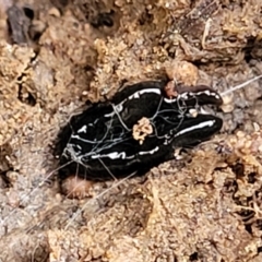 Platyhelminthes (phylum) (Unidentified flatworm) at Primrose Valley, NSW - 16 Jul 2022 by trevorpreston