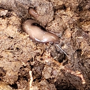 Platyhelminthes (phylum) at Primrose Valley, NSW - 16 Jul 2022 02:07 PM