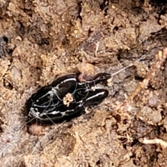 Platyhelminthes (phylum) at Primrose Valley, NSW - 16 Jul 2022 02:07 PM